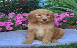 Goldendoodle dogs for sale: Rocky - Image 6