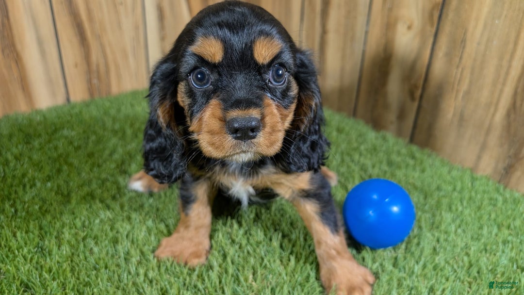 Cavalier King Charles Spaniel dogs for sale: Brin Boy 1 - Image 10