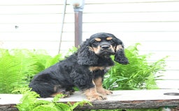 Cocker Spaniel dogs for sale: Banjo - Image 25