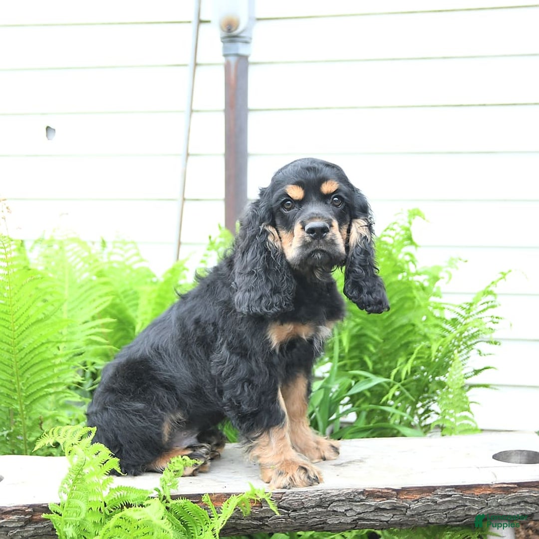 Cocker Spaniel dogs for sale: Banjo - Image 25