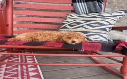  dogs for sale: Disney - Image 4