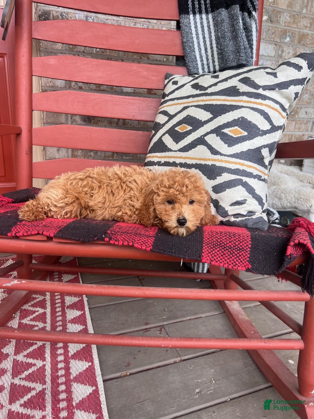  dogs for sale: Disney - Image 4