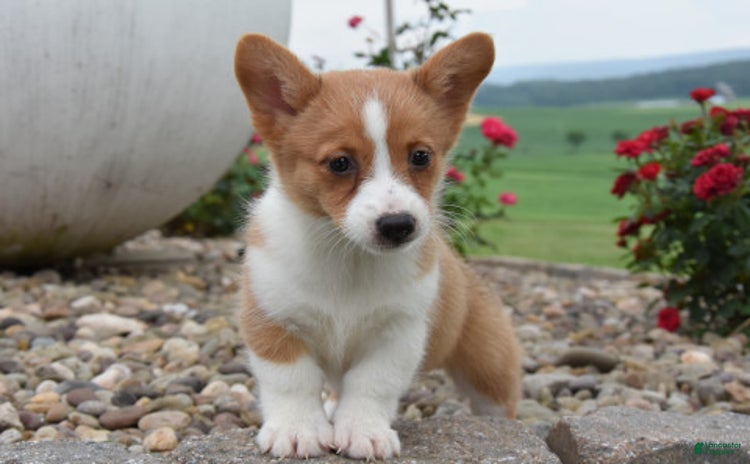 Welsh Corgi Pembroke dogs for sale - Ad 5