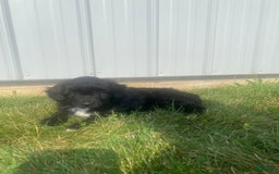 Mini Aussiedoodle dogs for sale: Honey - Image 10