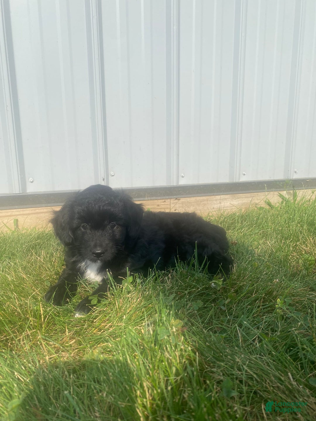 Mini Aussiedoodle dogs for sale: Honey - Image 10