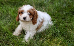 Cavapoo dogs for sale: Buster - Image 3