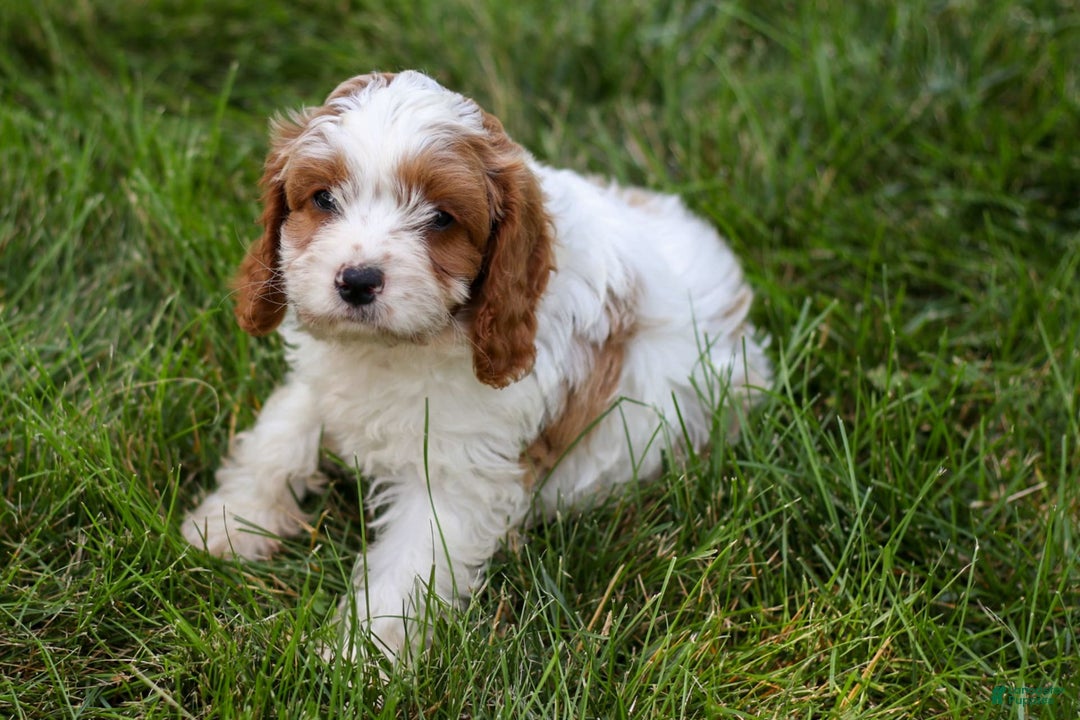 Cavapoo dogs for sale: Buster - Image 3