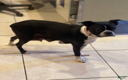 Frenchton dogs for sale: Colby Dna Clear - Image 7
