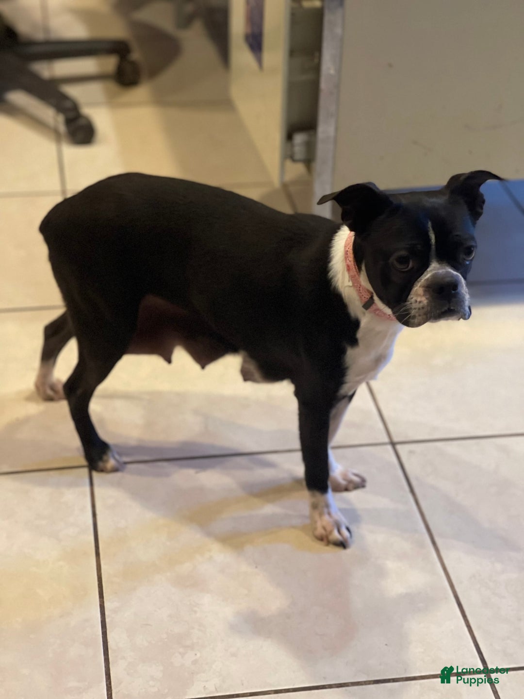 Frenchton dogs for sale: Colby Dna Clear - Image 7