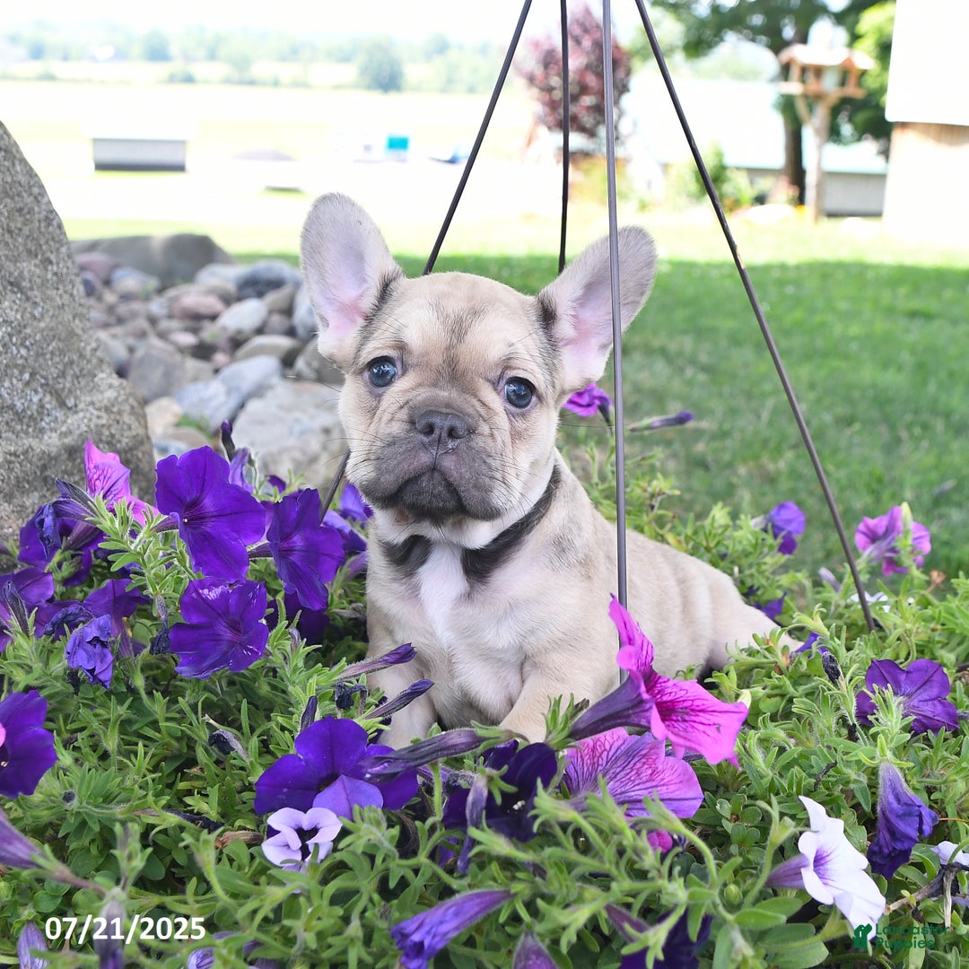 French Bulldog dogs for sale: Fifi - Image 4