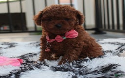 Toy Poodle dogs for sale: Honey - Image 15