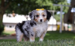 Mini Bernedoodle dogs for sale: Arya - Image 2