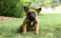 Belgian Malinois dogs for sale: Clementine - Image 3