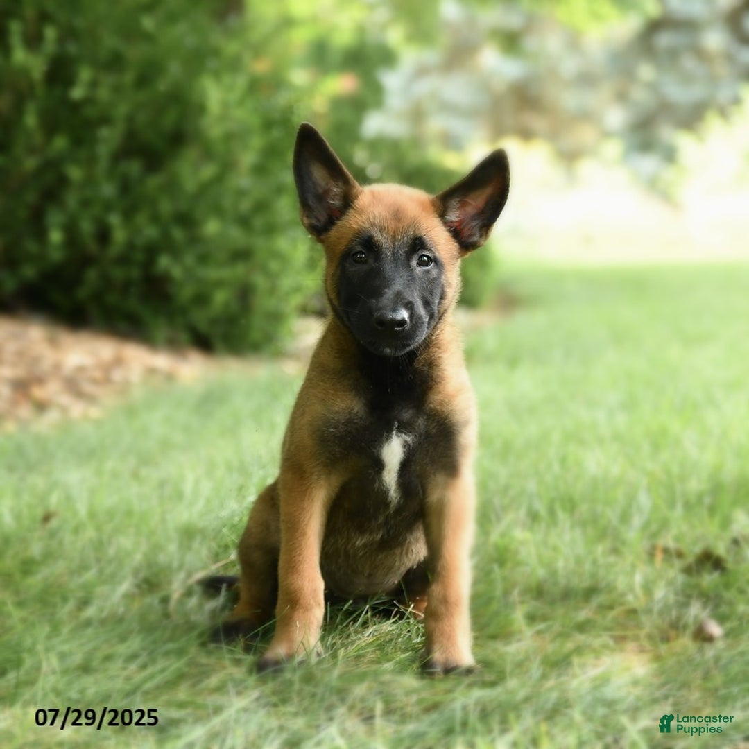 Belgian Malinois dogs for sale: Clementine - Image 3