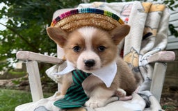 Welsh Corgi Pembroke dogs for sale: Justine - Image 5