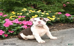 English Bulldog dogs for sale: Bailey - Image 5