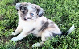 Mini Aussiedoodle dogs for sale: Talli - Listing for pets: Jasmine, Talli, Kya, Lani, Lucy, Bean, Baxter - Image 1