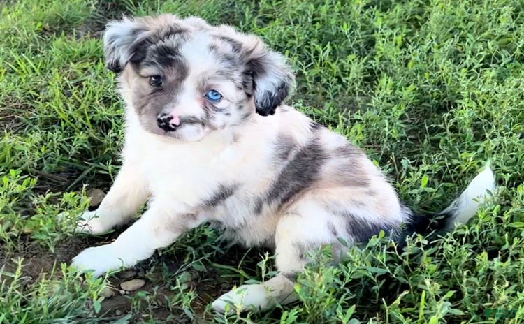 Mini Aussiedoodle dogs - Advert 38