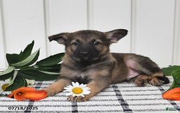 German Shepherd dogs for sale: Delmar - Image 3