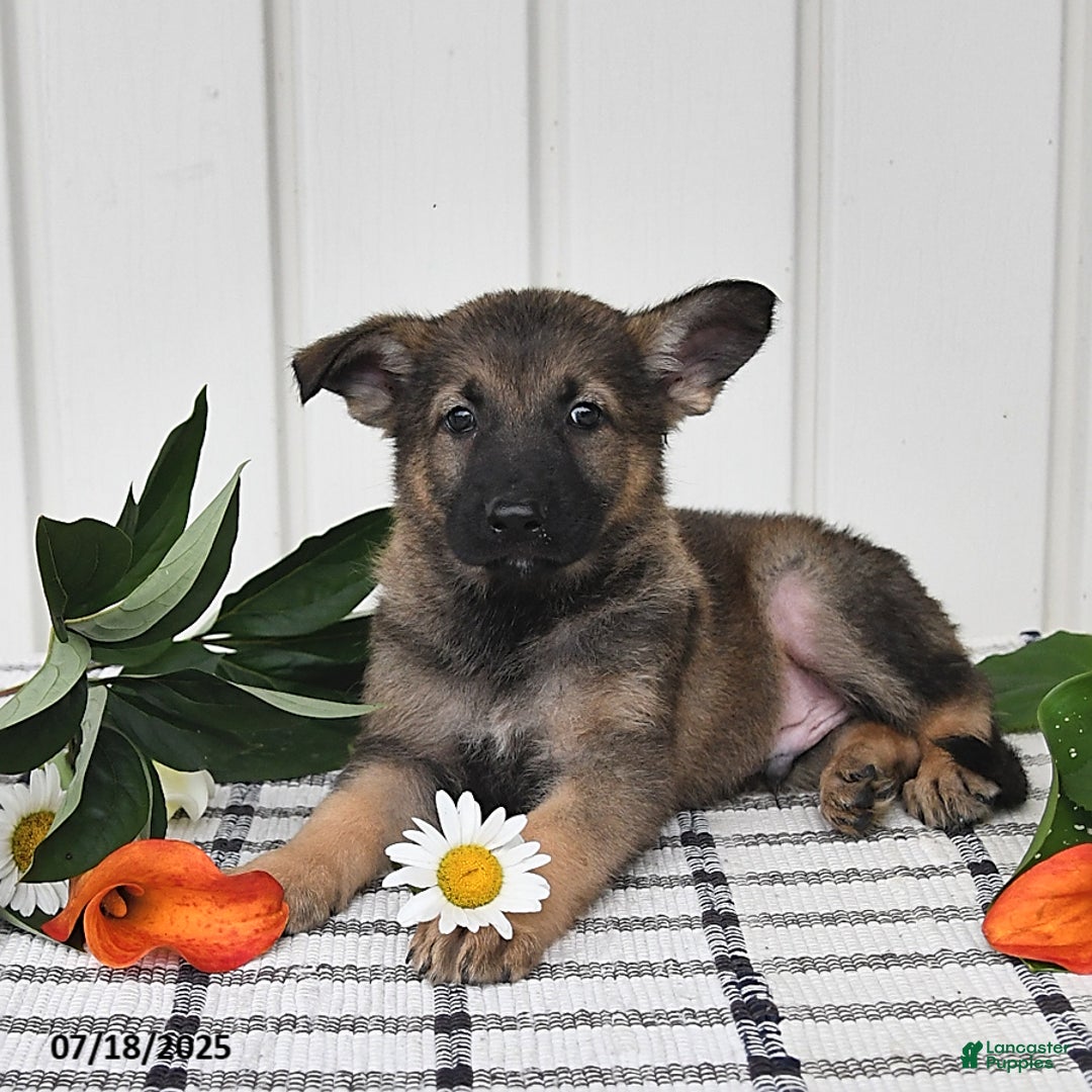 German Shepherd dogs for sale: Delmar - Image 3