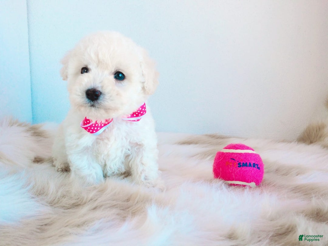 Maltipoo dogs for sale: Sunshine - Image 13