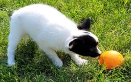 Papillon dogs for sale: Grace - Image 1