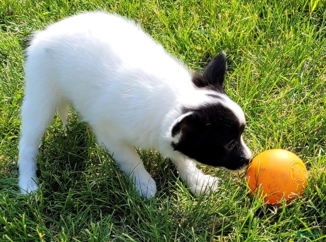 Papillon dogs for sale: Grace - Image 1