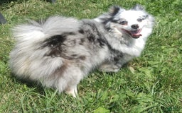Pomeranian dogs for sale: Merle - Image 7