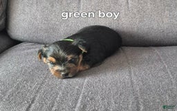 Yorkshire Terrier dogs for sale: Maxxy - Image 2
