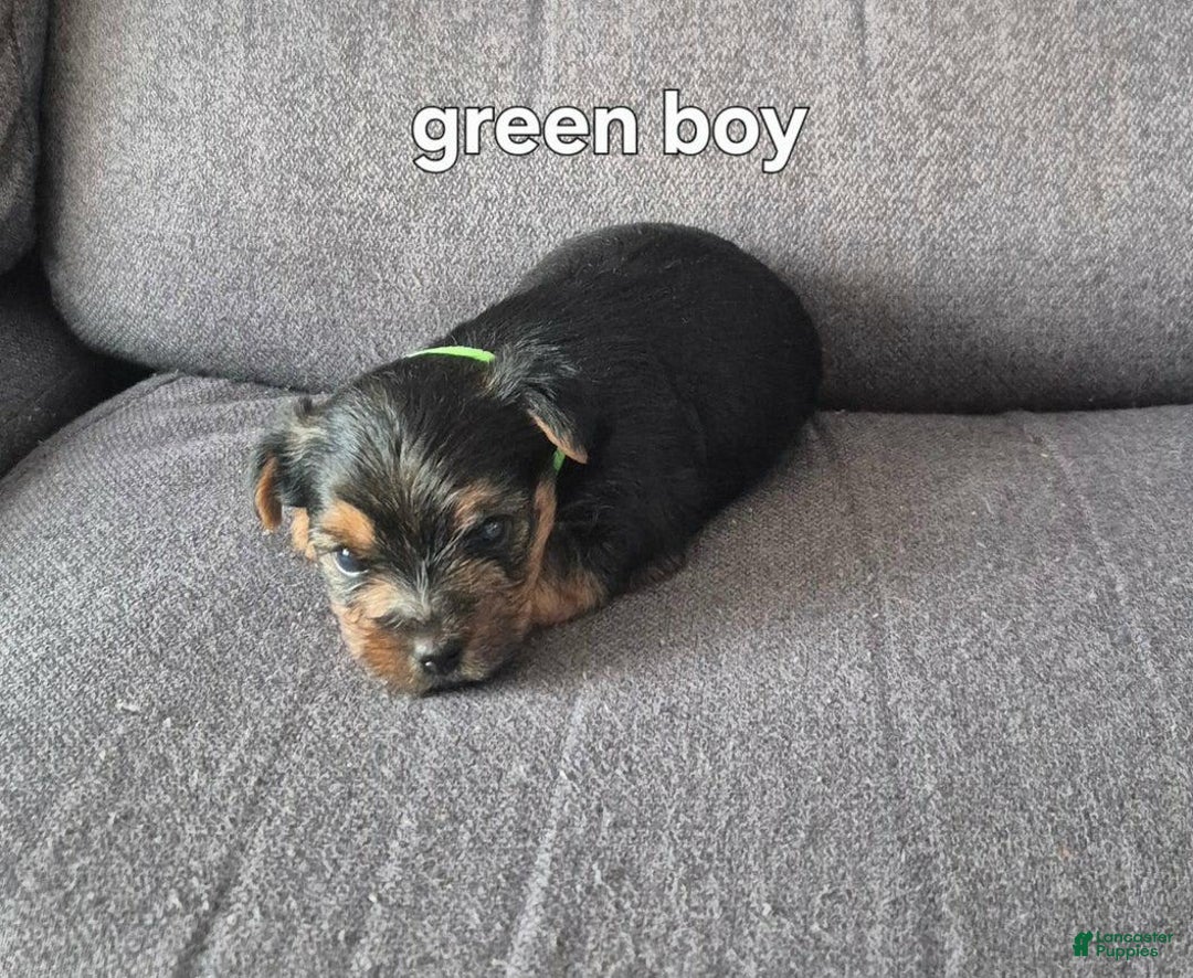 Yorkshire Terrier dogs for sale: Maxxy - Image 2