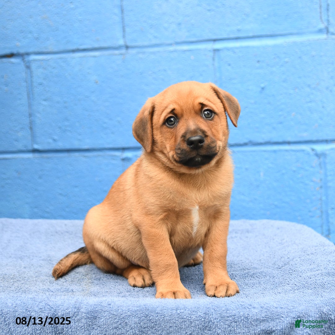 Australian Cattle Dog dogs for sale: Marine Man - Image 1