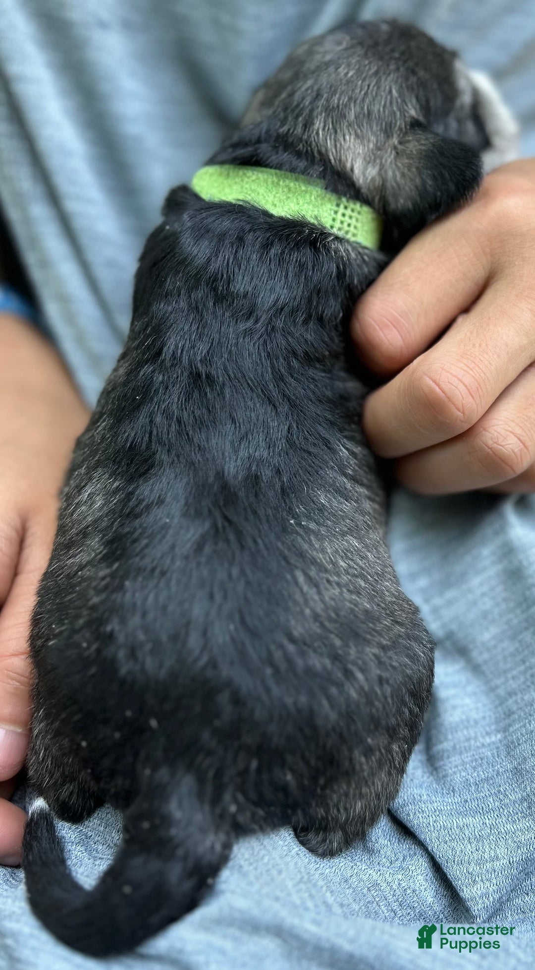 Miniature Schnauzer dogs for sale: Cooper - Image 1