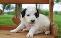 Mini Bernedoodle dogs for sale: Lennon - Image 14
