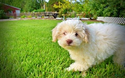Havapoo dogs for sale: Valiant - Image 21