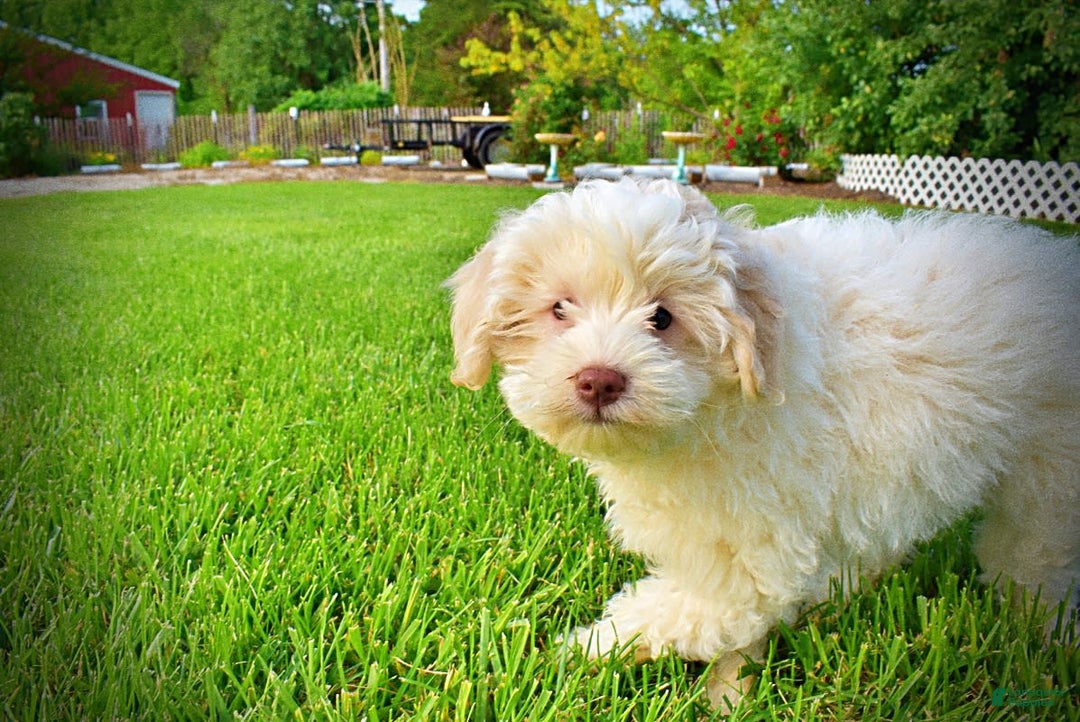Havapoo dogs for sale: Valiant - Image 21