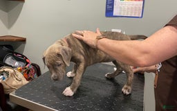 American Bully dogs for sale: Majestic - Image 22