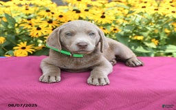 Labrador Retriever dogs for sale: Cody - Image 3