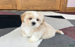 Lhasa Apso dogs for sale: Ollie - Image 6