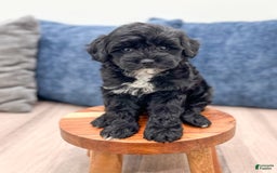  dogs for sale: Mini Goldendoodle 5 puppies - Image 9