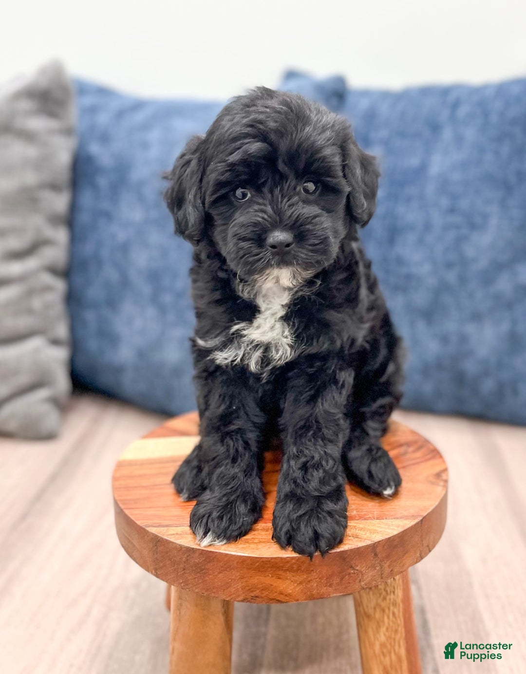  dogs for sale: Mini Goldendoodle 5 puppies - Image 9