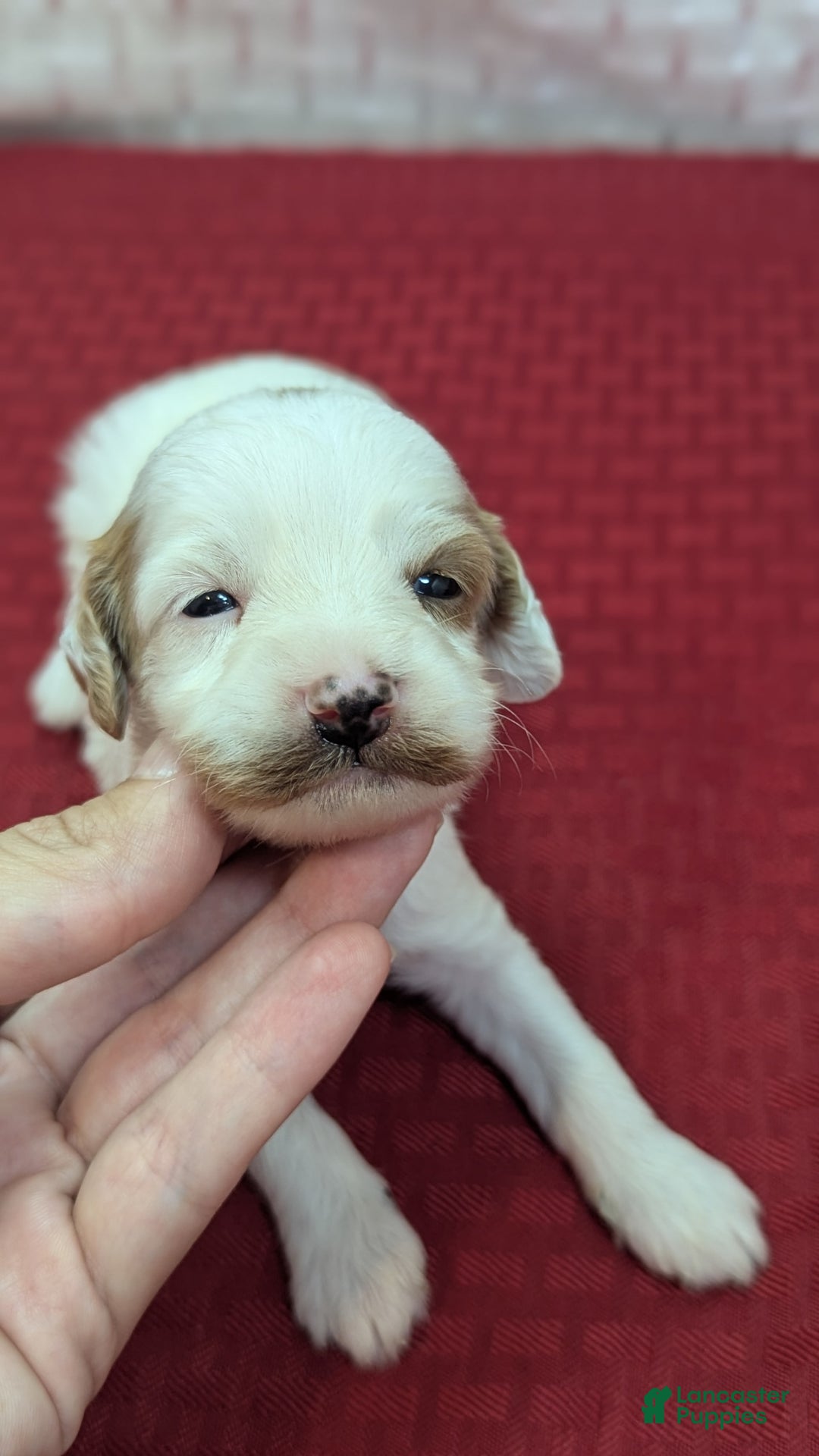 Cavapoo dogs for sale: Forky - Image 10