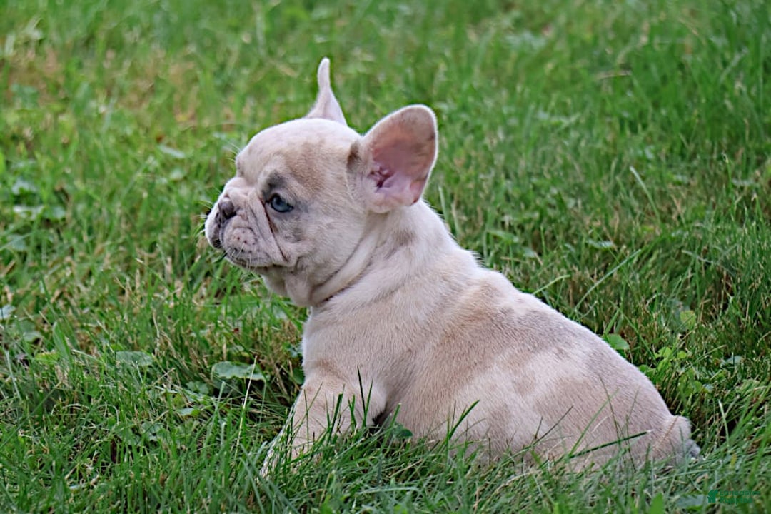 French Bulldog dogs for sale: Aragon - Image 2
