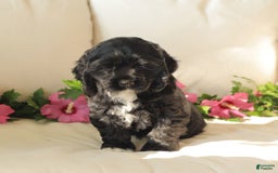 Cocker Spaniel dogs for sale: Sunshine - Image 2