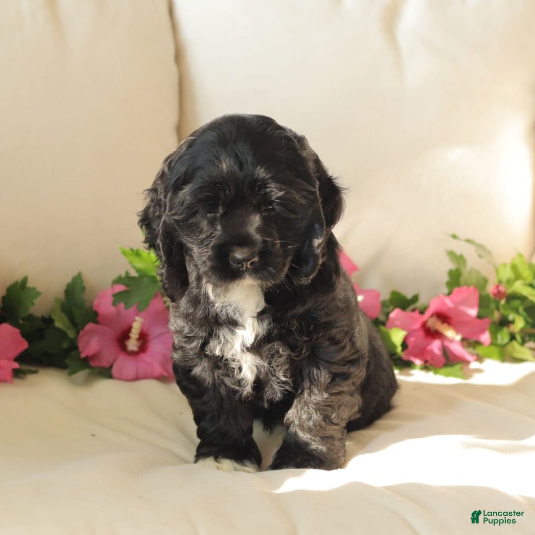 Cocker Spaniel dogs for sale: Sunshine - Image 2