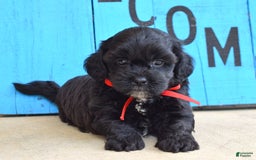Shihpoo dogs for sale: Sammy - Image 6