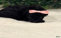 Miniature Poodle dogs for sale: Skye - Image 8
