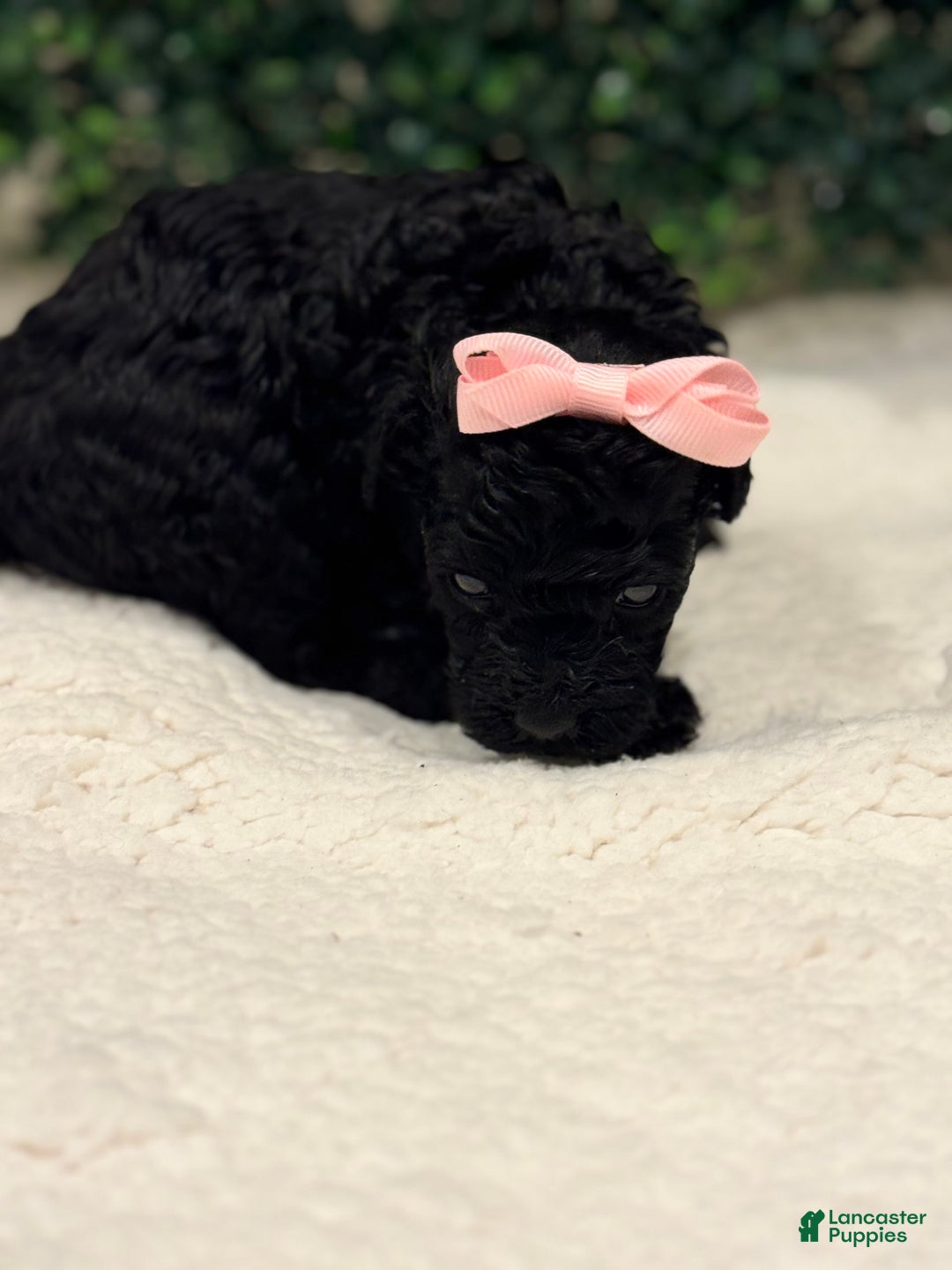 Miniature Poodle dogs for sale: Skye - Image 8