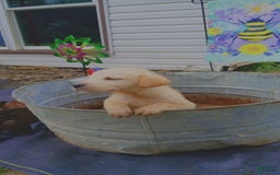 Labrador Retriever dogs for sale: Zorro - Image 1
