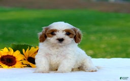 Cavapoo dogs for sale: Max - Image 4