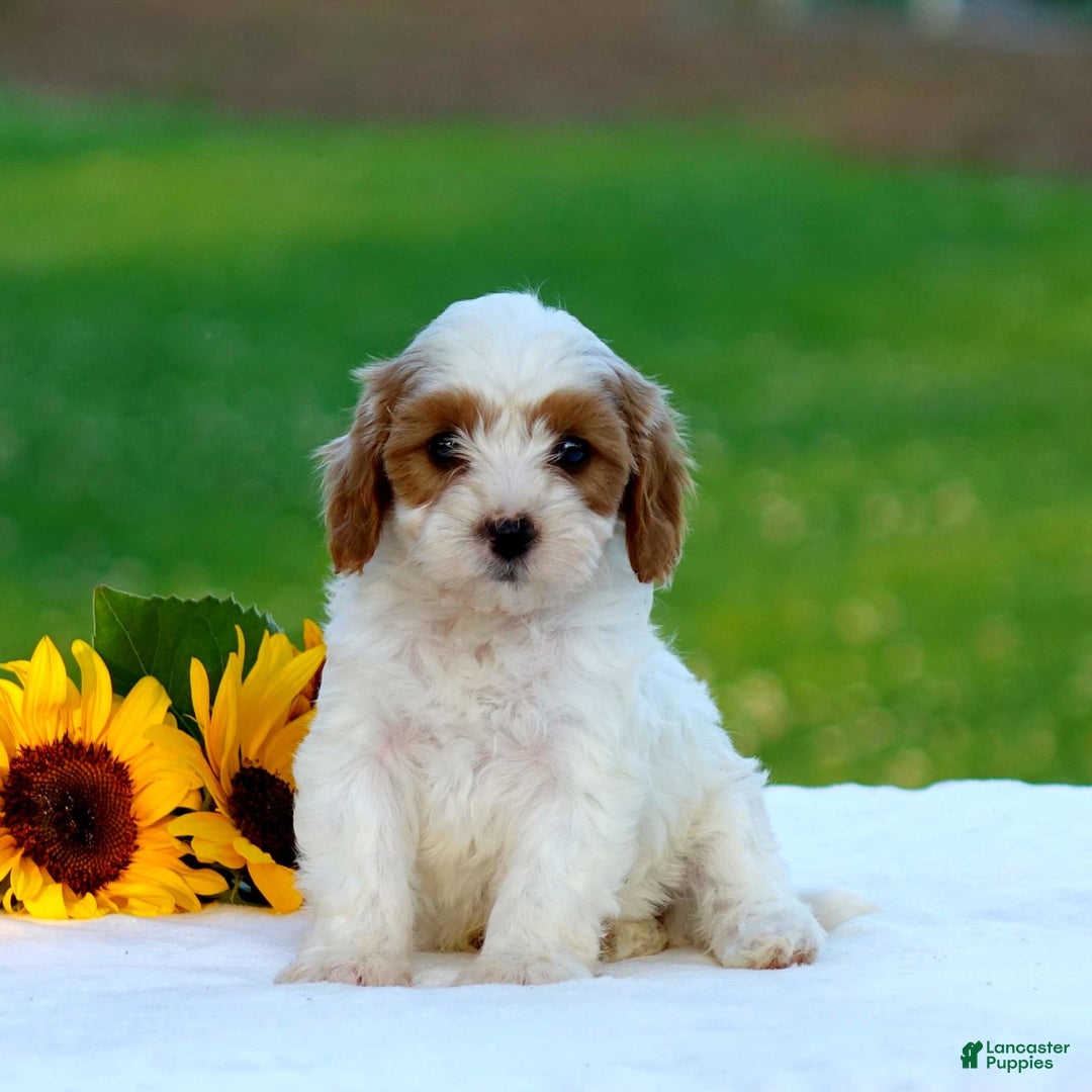 Cavapoo dogs for sale: Max - Image 4